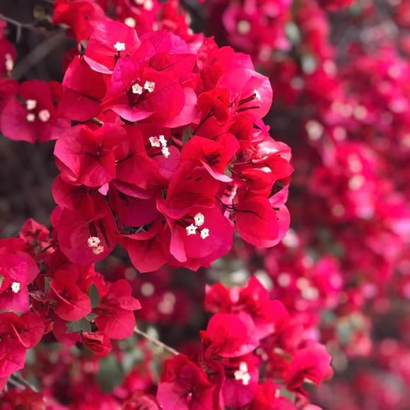HJADGG Bougainvillea Seeds for Climbing Flowering Vines \u2013 100 or 200 Seeds for Growing Vibrant Bracts in Shades of Pink, White, Red on Trellises, Fences Garden Arbors Easy to Plant (Red,200)