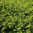 thumbnail image 5 of 1 gal. Ilex Helleri Live Shrub Condition with Full Sunlight, 5 of 7