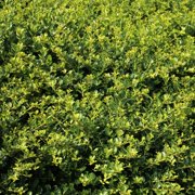 3 gal. Helleri Shrub