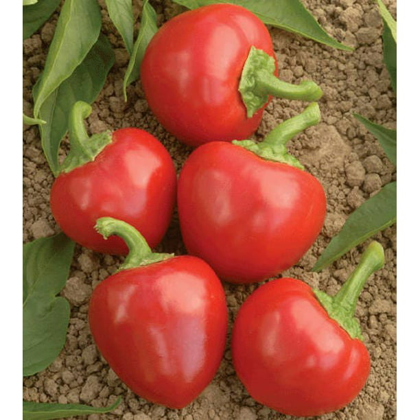 100 Red HOTS Pepper (Finger Hot Cherry Pepper, Hot Chili Pepper, Cherry Chili Pepper, Pimienta) Capsicum Annuum Vegetable Seeds - Walmart.com