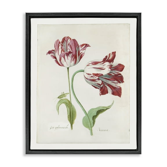 Stupell Industries Classic Tulip Study Plants & Flowers Painting Black Floater Framed Canvas Art Print Wall Art, 17 x 21
