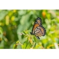 thumbnail image 2 of Day, Richard and Susan 14x11 White Modern Wood Framed Museum Art Print Titled - Viceroy-Limenitis archippus-in prairie Marion County-Illinois, 2 of 4