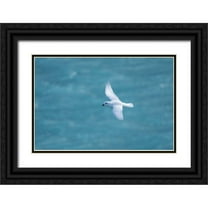 Jaynes Gallery 24x17 Black Ornate Wood Framed with Double Matting Museum Art Print Titled - Antarctica-South Georgia Island-Coopers Bay Snow petrel flying above Drygalski Fjord