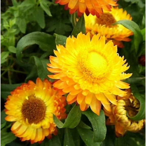 100  Golden Yellow Strawflower Seeds for Planting | Made in USA, Ships from Iowa.