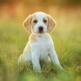 thumbnail image 3 of Elegant Pearl Adjustable Pet Collar for Dogs and Cats with Secure Chain Design, 3 of 4
