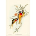 thumbnail image 2 of Gould, John 11x14 Black Modern Framed Museum Art Print Titled - Splendid Grass-Parakeet-Euphema splendida, 2 of 4