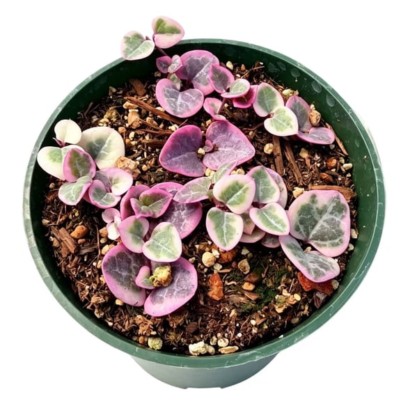 Live Trailing Succulent Plants string Plants (4" Pot Variegated String of Hearts)