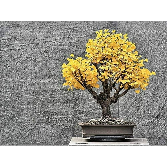 Bonsai Ginko Biloba Tree Seeds to Plant - 5 Seeds - Edible Leaves Promote Memory and Vigor - Gingko Seeds