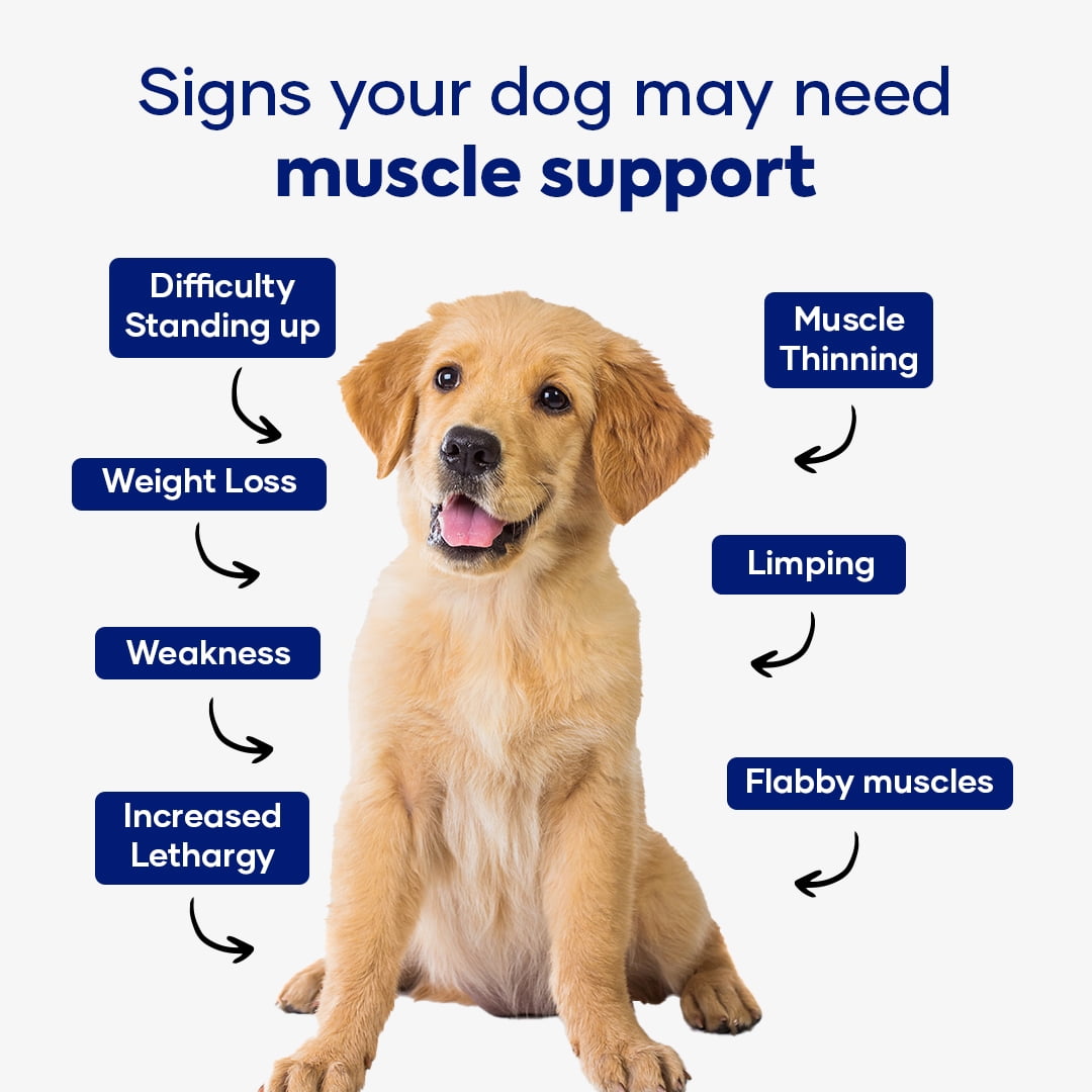 Aniwell Muscle Formula for Dogs: with Shilajit Ashwagandha and Green Lipped Mussel | Glucosamine Chondroitin Hip and Joint Support | Muscle Strength and Mobility