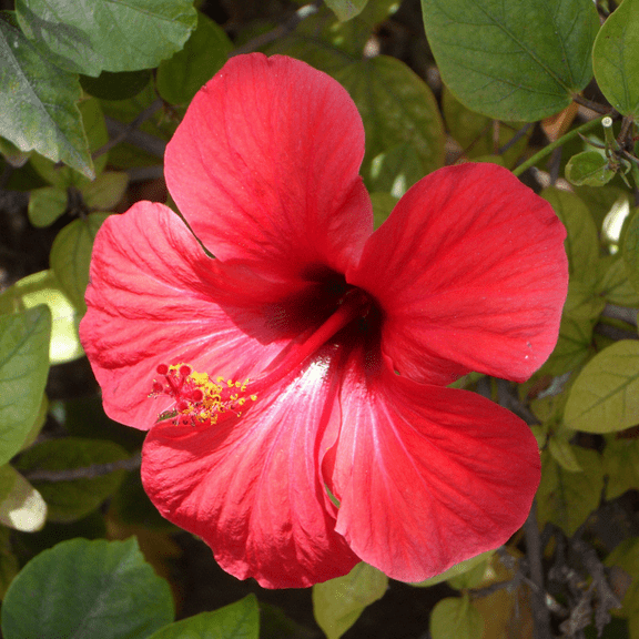 Red Luna Hibiscus Plant 4–8 Inch, Perennial Hibiscus Plant for Outdoor Display, Harrdy Perennial Hibiscus Live Plant