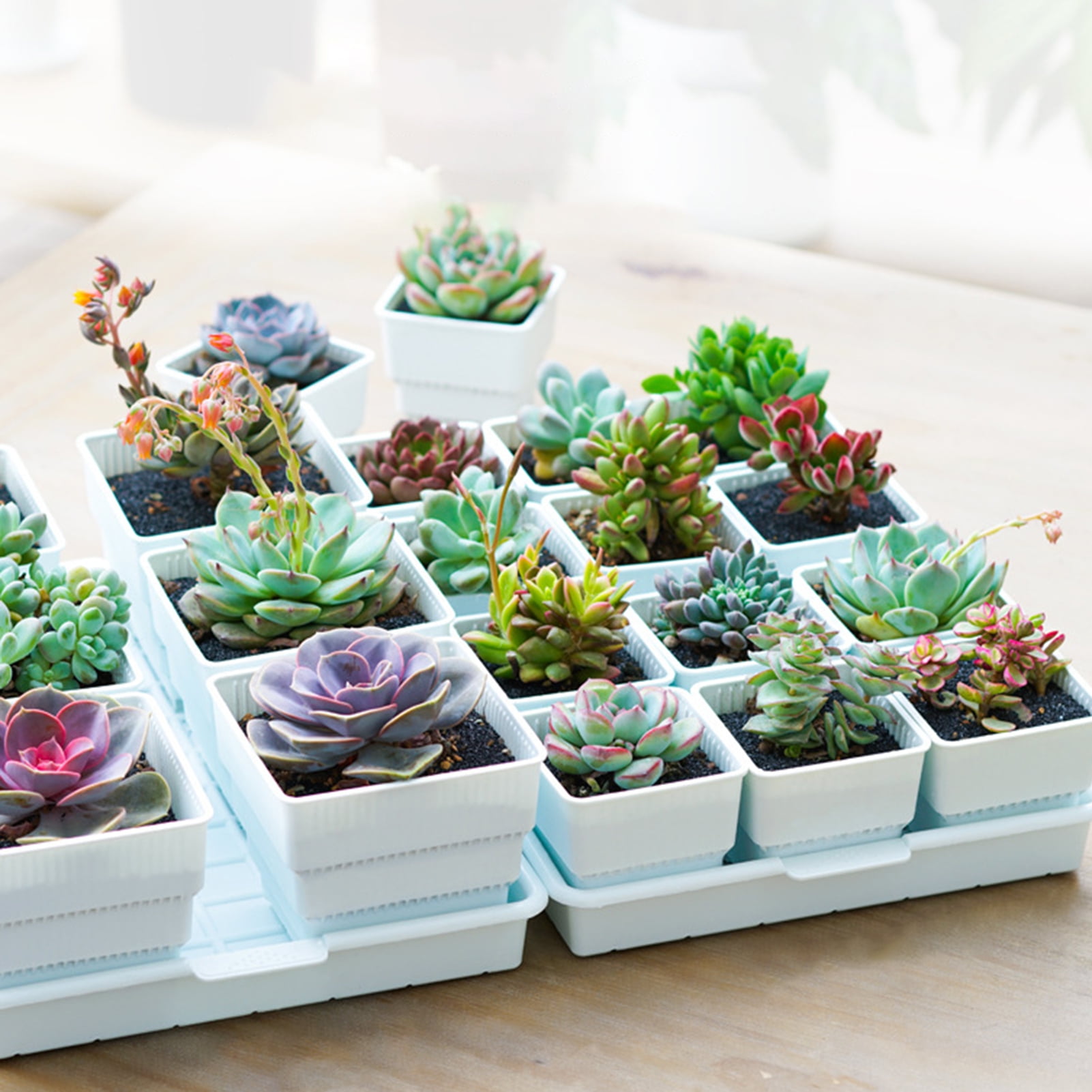 Dream Lifestyle Succulent Pots,Succulent Planter with Tray Plastic