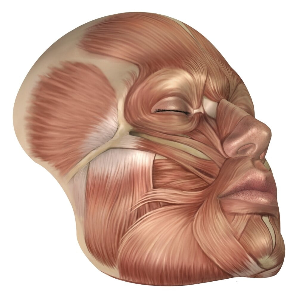 Anatomy of human face muscles Poster Print Biology Diagrams