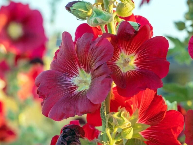 20 Seeds Halo Red Hollyhock Alcea Rosea Tall Blooms Easy to Grow Perennial Pollinator-Friendly