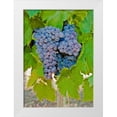 thumbnail image 3 of Lee Peterson 4x24 White Modern Wood Framed Wall Art Titled - Cougar Winery Grapes I, 3 of 5