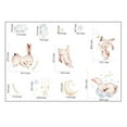 thumbnail image 5 of cute bunny rabbit animal removable wallpaper, 5 of 5