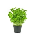 thumbnail image 5 of Earthcare Seeds - Basil Large Leaf Italian 600 Seeds (Ocimum Basilicum) Heirloom - Open Pollinated, 5 of 5