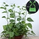 thumbnail image 1 of 10x Clips de fijación de pared para trepar plantas que soportan la fijación de alambre, gancho de soporte de vides multipropósito, Clip de pared para Verde M, 1 of 8