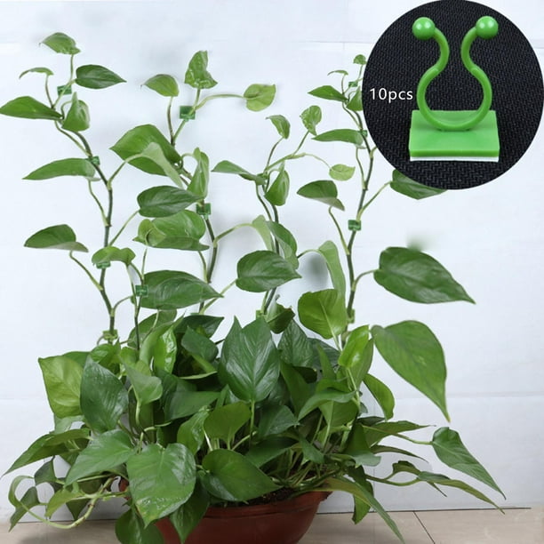 10x Clips de fijación de pared para trepar plantas que soportan la fijación de alambre, gancho de soporte de vides multipropósito, Clip de pared para Verde M