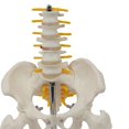 thumbnail image 4 of maskred PVC Human Pelvis with Pelvis and Size Toy Learning Life Bones Leg Style A 1Set, 4 of 6