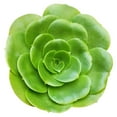 thumbnail image 2 of Aeonium Green Platters (4"+ Clay Pot) - Live Healthy Succulents - Tiny, Lovely, Easy to Care Rosette Succulents, 2 of 7