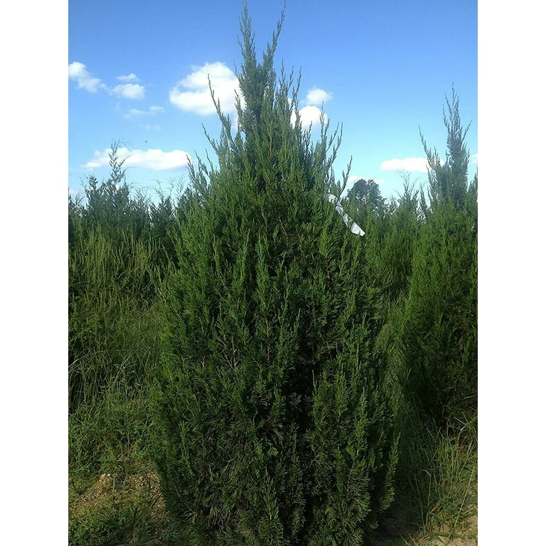 Keteleeri Juniper 1 Live Gallon Size Tree Juniperus Keteleeri Juniper 1 Live Gallon Size Tree Juniperus