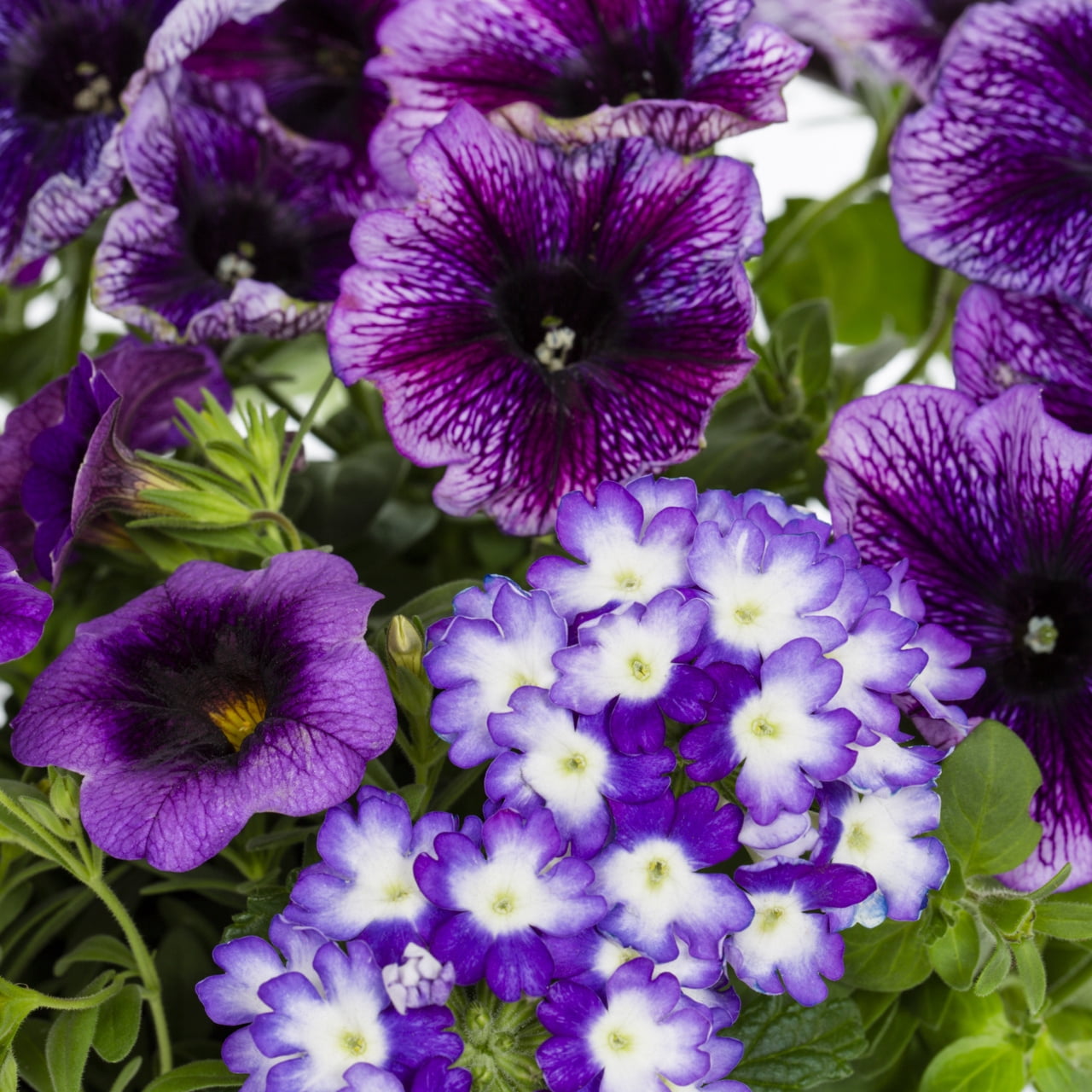 Containers Made Easy 3QT Purple Calibrachoa Petunia Verbena Shocking Purple Live Annual Plant Sun