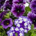 thumbnail image 3 of Containers Made Easy 3QT Purple Calibrachoa Petunia Verbena Shocking Purple Live Annual Plant Sun, 3 of 7
