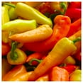thumbnail image 3 of Everwilde Farms - 50 Hungarian Sweet Wax Sweet Pepper Seeds - Gold Vault Seed Packet, 3 of 5