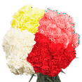 thumbnail image 4 of 100 Stems of Carnations Assorted Colors- Fresh Cut Flowers - Next Day Delivery Available!, 4 of 4