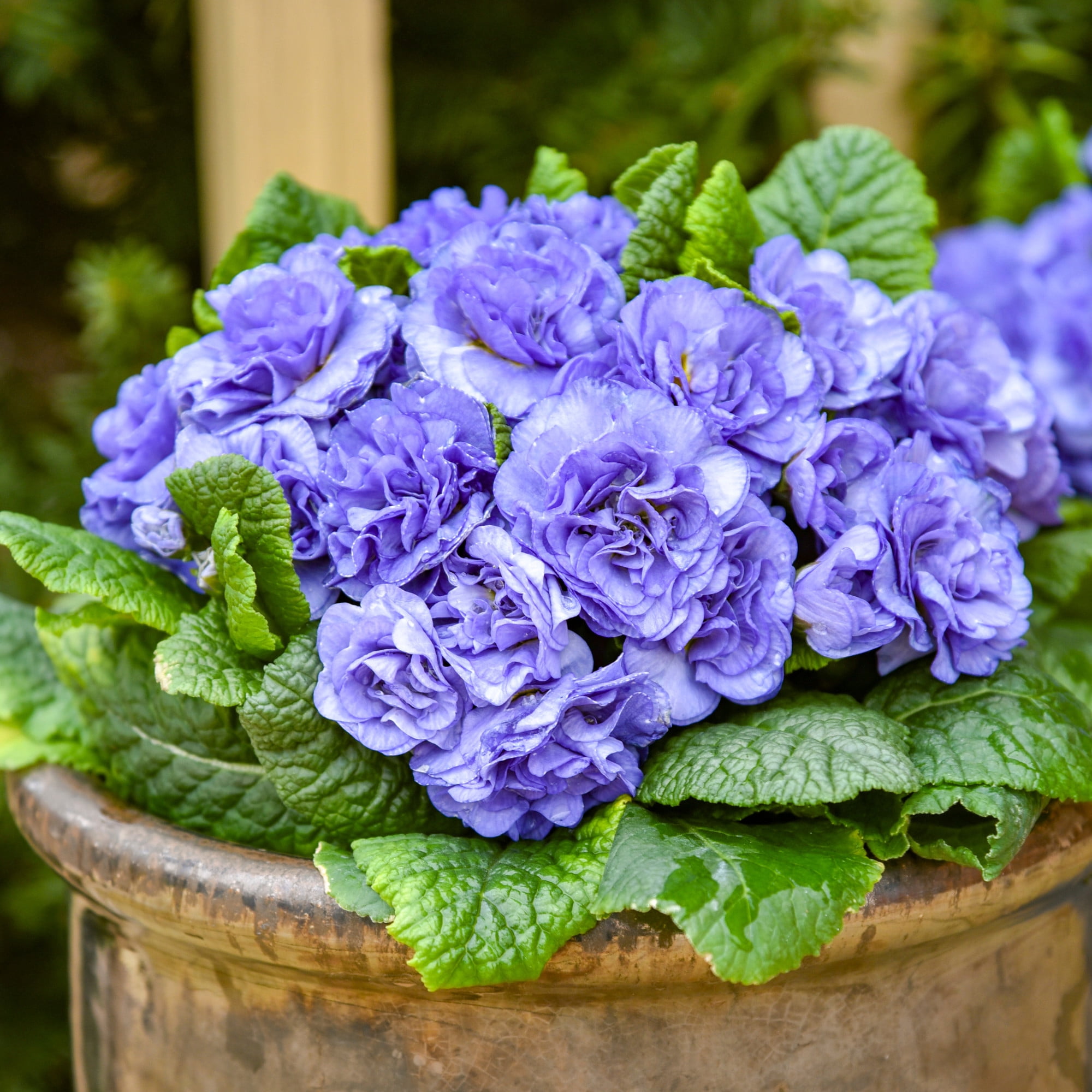 Proven Winners 6" Bouquet Perfect 'Watercolour Blue' Primrose Live Plant in 6.5" Pot
