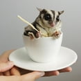 thumbnail image 3 of Sugar Glider Treat Bundle- Treats with Mix of Fruity Treats, Dried Insects, & Agave Sticks - for Sugar Gliders- Sample Variety, 3 of 13