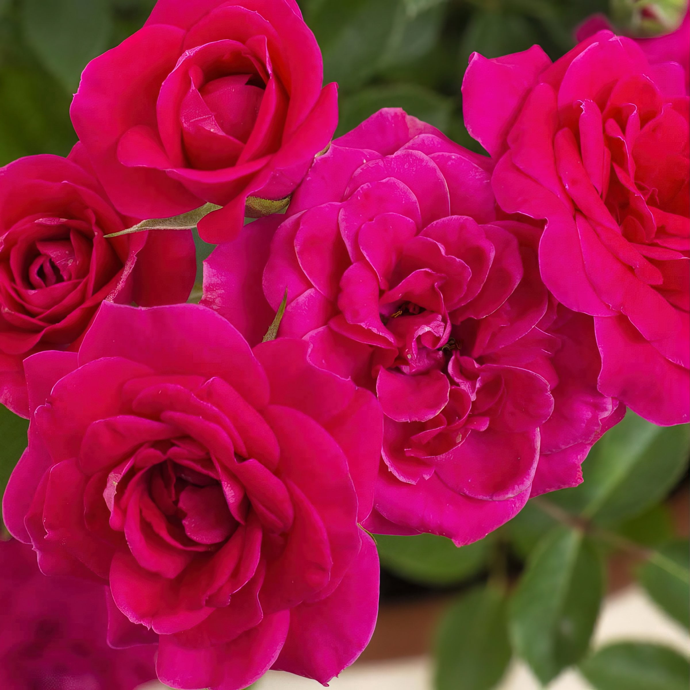 National Plant Network 2 Gallon Live Rose Dragon Fruit Sunblaze with Magenta Flowers