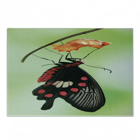 

Swallowtail Butterfly Cutting Board Moment Coming out of Cocoon Chrysalis Transformation Decorative Tempered Glass Cutting and Serving Board Small Size Red Black Green by Ambesonne
