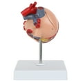 thumbnail image 4 of Axis Scientific 2-Part Life-Size Canine Heart Anatomy Model - Detailed Canine Heart Anatomy Model for Veterinarians, Teachers, Students -Includes Study Guide - Durable and Realistic, 4 of 10