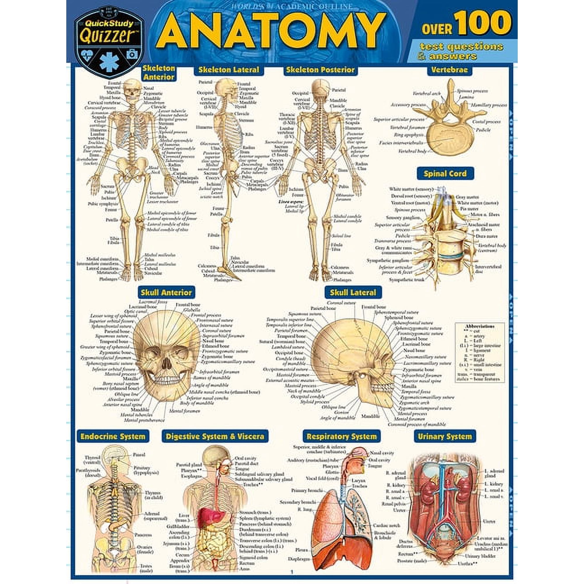 Anatomy Quizzer: A Quickstudy Laminated Reference Guide