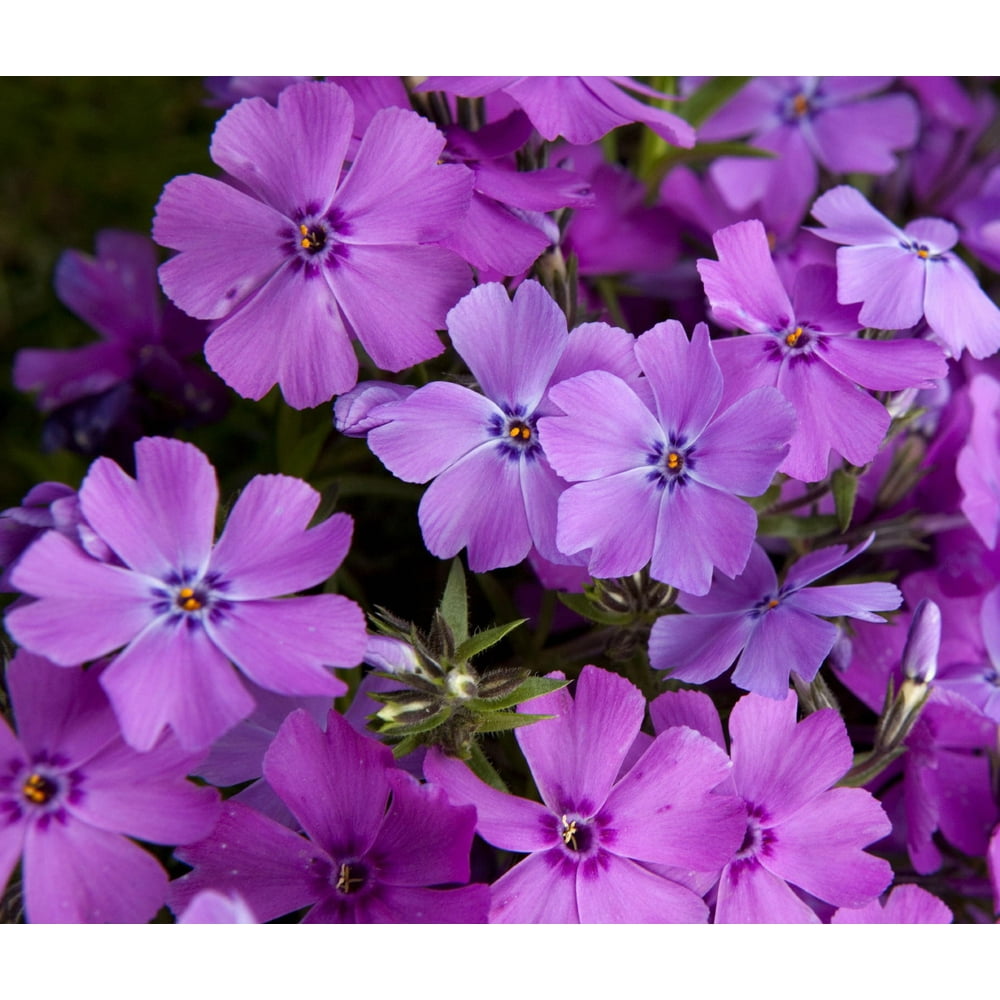 Early Spring Purple Creeping Phlox Perennial Quart Pot