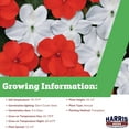 thumbnail image 4 of Harris Seeds - Impatiens Beacon Bright Red & White Mix Season Long Flower Seed - 250 Seeds, 4 of 5