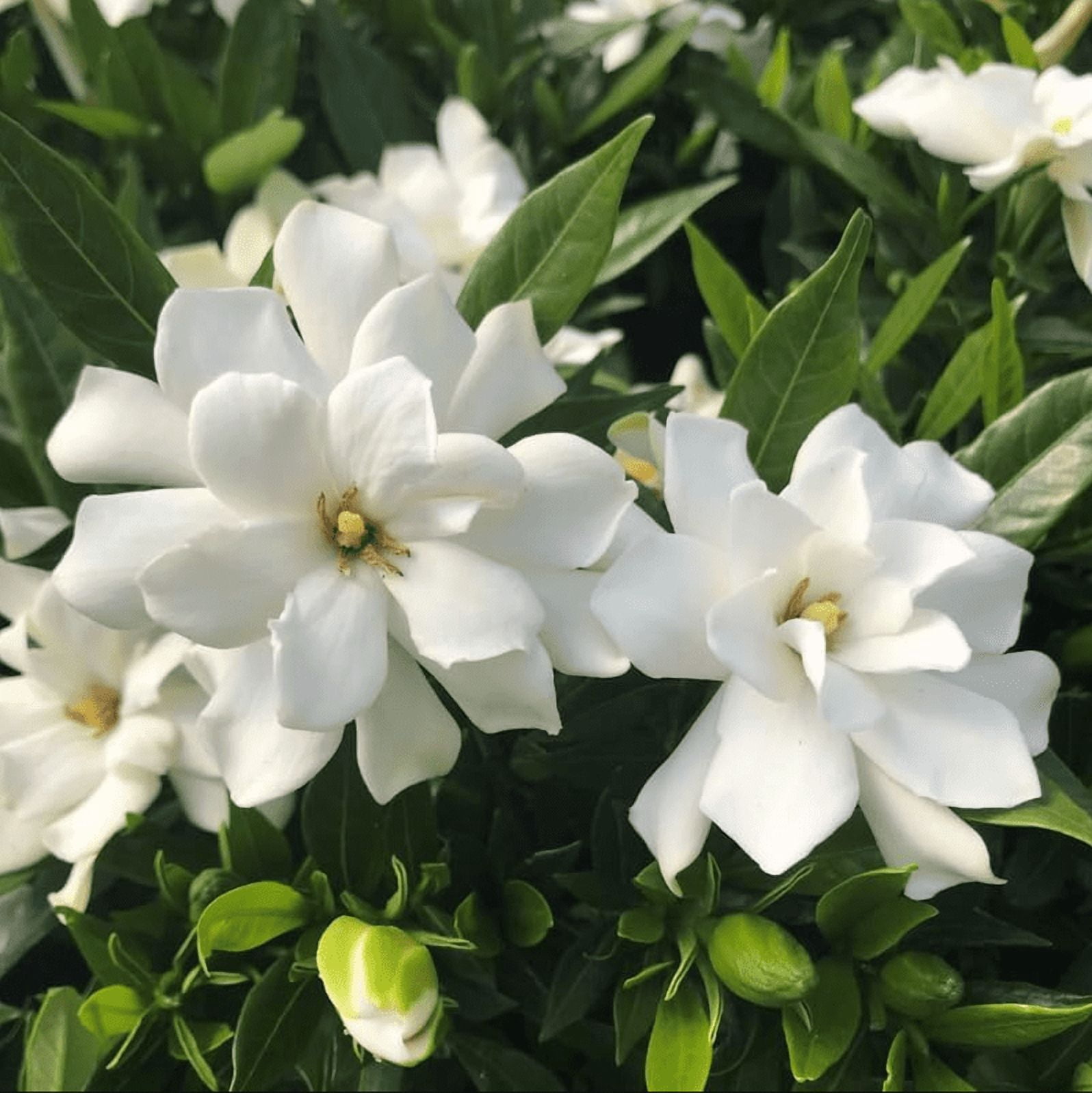 Set 2 Jasmine Frostproof Plant Live for Planting, Fragrant Jasmine Flowering Vine, Frost Proof Plant Cape Jasmine Plant, 4-6 Inch Tall, No Pot