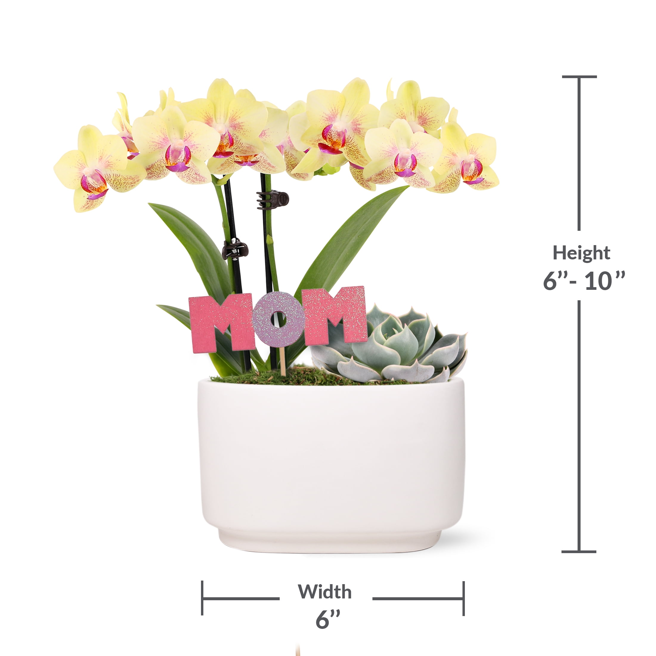 Live 4in Yellow Orchid and Succulent Duo in White Pot with 'Mom' Pick - Perfect Gift