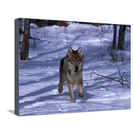 Grey Lynn Weather Gray Wolf Running in Snow by Trees, Canis Lupus Stretched Canvas Print Wall Art By Lynn M. Stone ()
