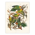 thumbnail image 3 of Artery8 John James Audubon Carolina Parakeet Parrot Framed Wall Art Print Home Décor A4, 3 of 4