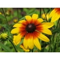 thumbnail image 5 of 100+ Seeds| Gloriosa Daisy Flower Seeds-#N005-Authentic Seeds-Flowers-Seeds-Rose seeds-Herb seeds-Vegetable Seeds-Mix Seeds for Plant- B3G1, 5 of 5