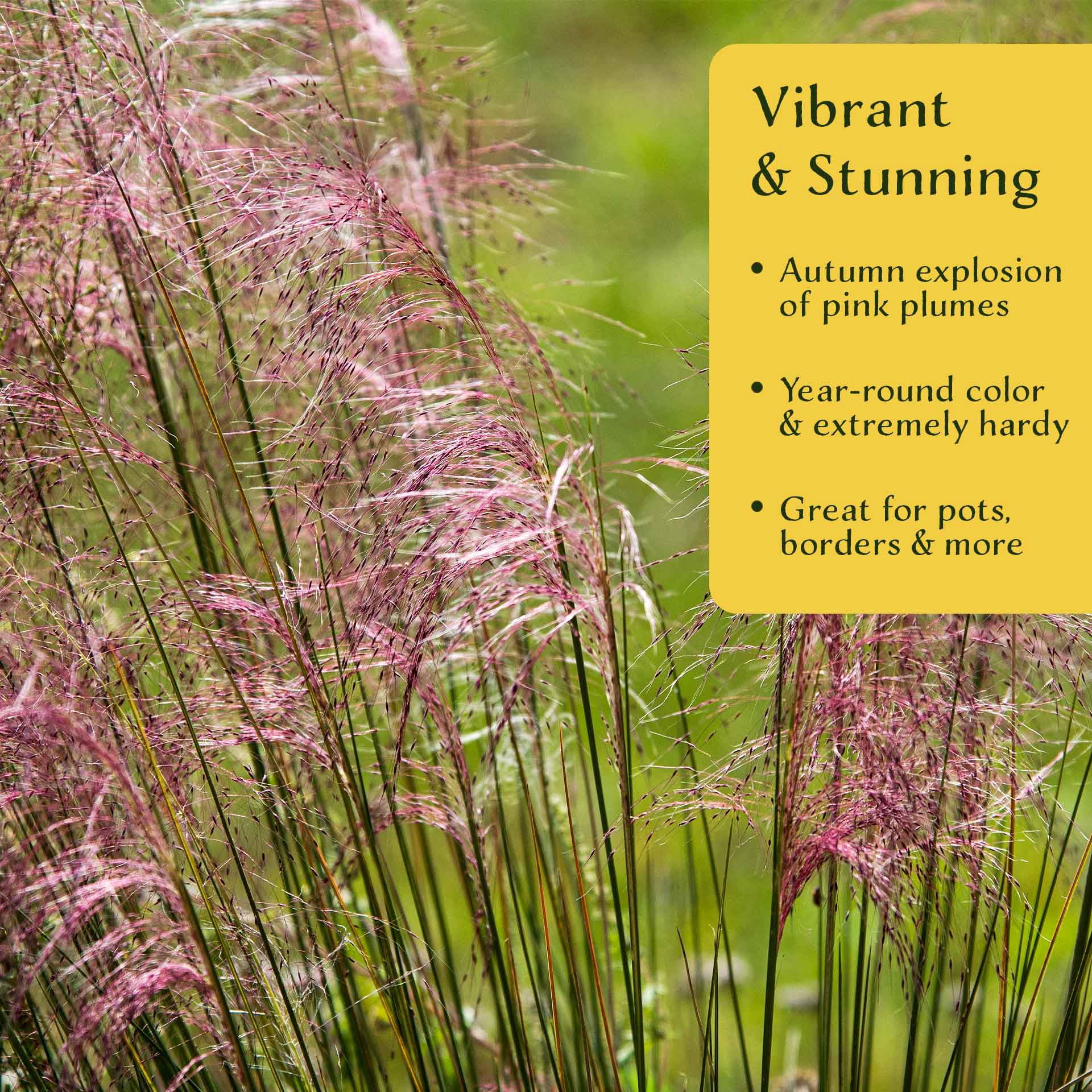 6 Pink Muhly Grass – Ornamental Perennial Grass with Cotton-Candy Pink Plumes for Borders & Mass Planting (Muhlenbergia capillaris) in 2.5″ Cubes, Live Plants