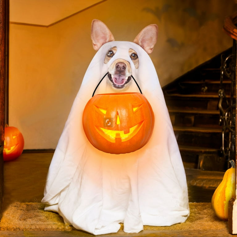 Halloween dog clearance