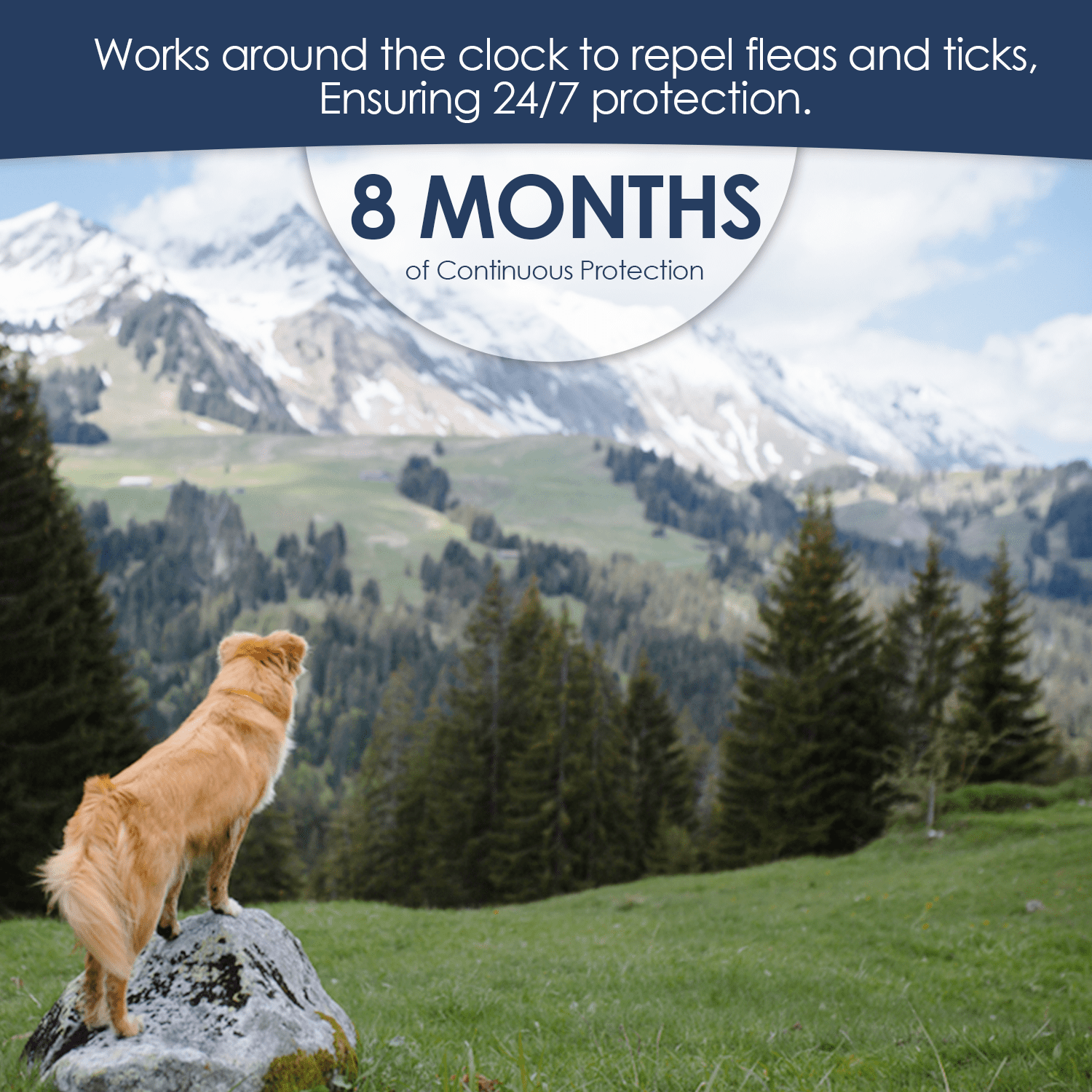 Bearant flea and tick collar sale for dogs