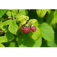 thumbnail image 3 of Expert Gardener 2.5QT Raspberry Deciduous Edible Fruit Live Plants Red, 3 of 5