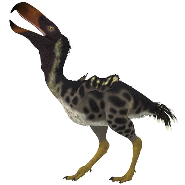 Kelenken is An Extinct Genus of Giant Flightless Predatory Birds That Are Called Terror Birds From The Miocene Epoch Poster Print, 14 x 14 | Walmart Canada Kelenken is An Extinct Genus of Giant Flightless Predatory Birds That Are Called Terror Birds From The Miocene Epoch Poster Print, 14 x 14 | Walmart Canada