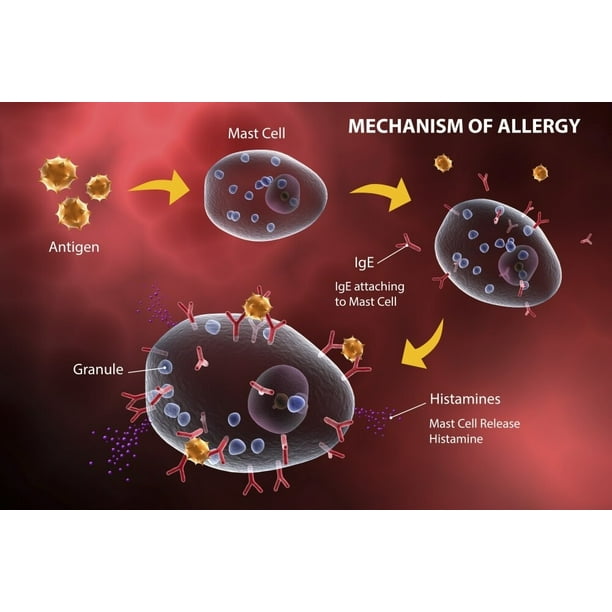 Mast cell releasing histamine due to allergic reaction Poster Print