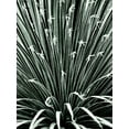 thumbnail image 2 of Incado 25x32 Black Ornate Wood Framed with Double Matting Museum Art Print Titled - Leaf V, 2 of 4