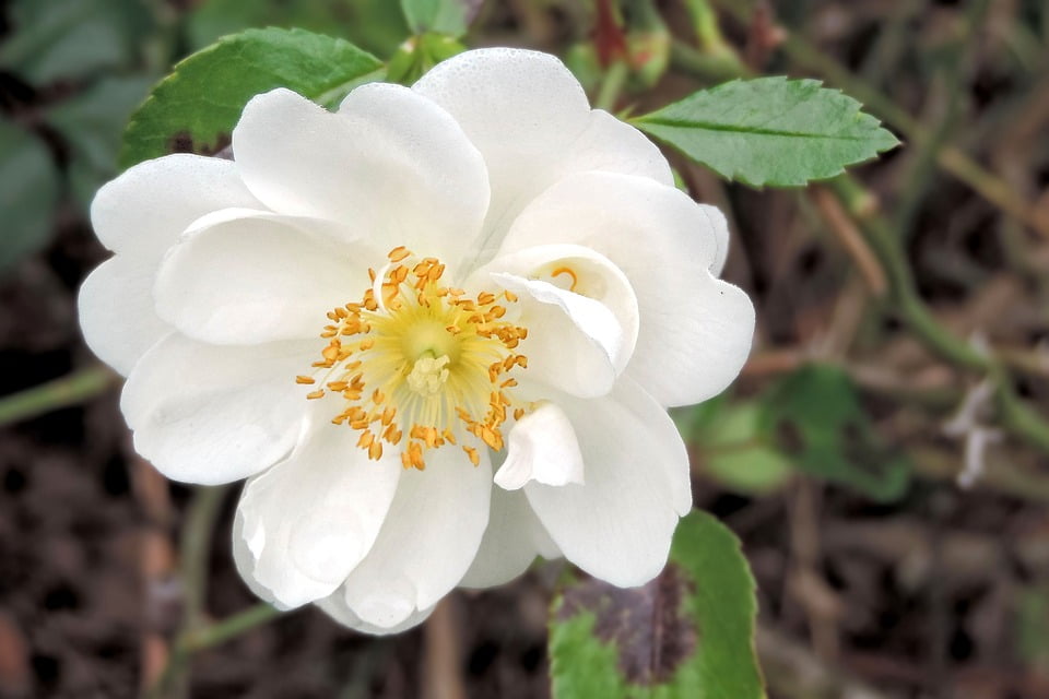 White Wild Rose Blossom Bloom Bush Rose-20 Inch By 30 Inch Laminated
